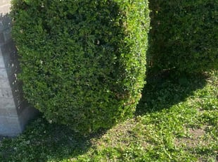Bush Trimming by Keily Delgado Preciado for Moe A. in Austin, TX