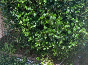 Bush Trimming by Sid Evans for Courtney B. in Charlotte, NC