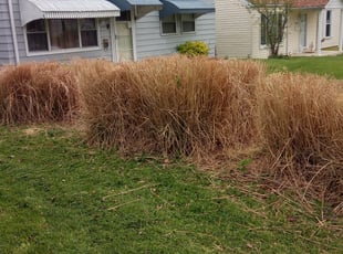 Bush Trimming by David Friederich for Jennifer W. in St. Louis, MO