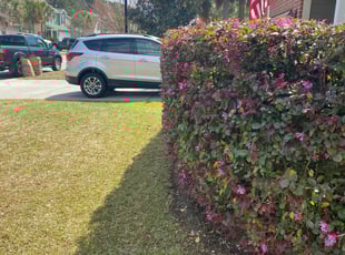 Bush Trimming by Scott White for Kathleen . in Wando, SC