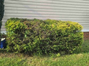 Josh B.'s Bush Trimming service result