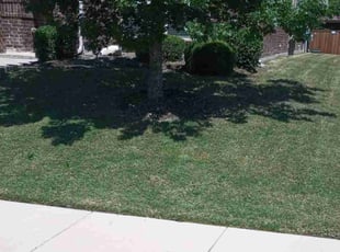 Bush Trimming by Joshua Daley for Melissa V. in Rockwall, TX