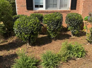 Bush Trimming by Armando J for Curt R. in Alpharetta, GA