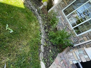 Weeding by Francisco Silva for Kathleen H. in Naperville, IL