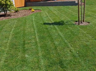 Tonya E.'s Yard Cutting service result