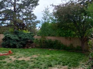 Bush Trimming by Jacques Chauvin for Beth S. in Westminster, CO