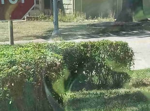 Bush Trimming by Lance Reynolds for Janis J. in Kansas City, MO