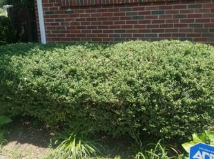 Bush Trimming by Lovell Millen for Jeff B. in Nashville, TN
