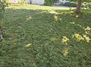 Ro A.'s Lawn Mowing service result