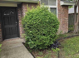 Bush Trimming by Sandro Cardoso for Tozyea R. in Cedar Hill, TX