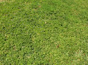 Marcela P.'s Lawn Maintenance service result