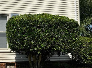 Bush Trimming by Derek Walker for Shirley M. in Virginia Beach, VA