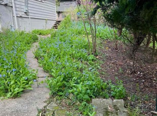 Seyi F.'s Lawn Service service result