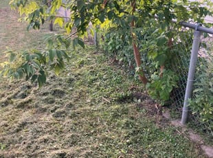Bush Trimming by Frank Oliver for Jasmine H. in Minneapolis, MN