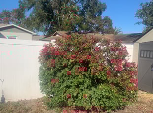 Bush Trimming by Scott Meyers for Marilyn H. in Port Richey, FL