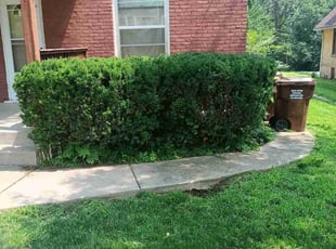 Luc R.'s Bush Trimming service result