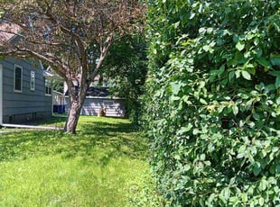 Bush Trimming by James Rogers for Patrick M. in Minneapolis, MN