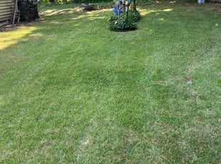 Alyson W.'s Lawn Mowing service result