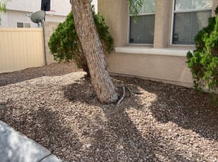 Weeding by Kareem Jenkins for Haley J. in Henderson, NV