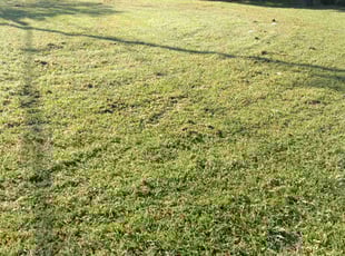 Kelton R.'s Lawn Mowing Service service result