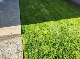 Emily N.'s Lawn Mowing service result