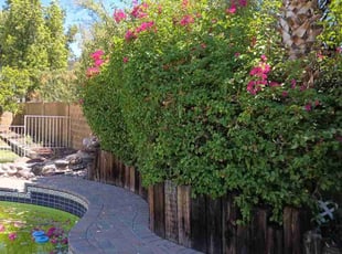 Bush Trimming by Juan Carlos Laurean Lozoya for Dominic N. in Phoenix, AZ