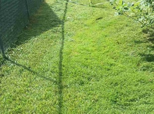 Kassidy R.'s Lawn Mowing service result