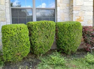 Bush Trimming by Franklin Garcia for Kelli P. in Austin, TX