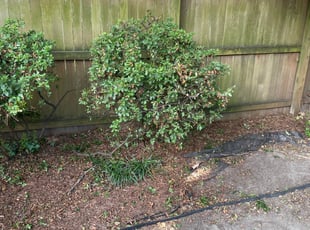 Bush Trimming by Andree Dualan for Michael H. in Norfolk, VA