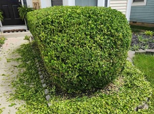 Bush Trimming by Kevin Reynolds for Tania S. in Pickerington, OH