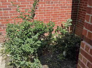 Bush Trimming by Kalin Morken for Willie C. in Fort Worth, TX