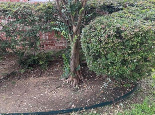 Bush Trimming by Alex Padron for Porcia G. in Flower Mound, TX