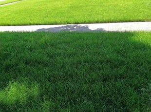 Dulce M.'s Lawn Care service result