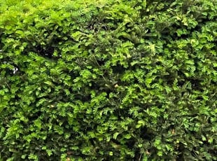 Bush Trimming by Kenneth Holden for Tony G. in Warren, MI