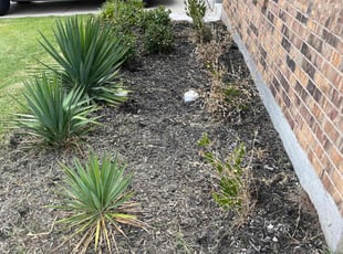 Weeding by Lucas Teel for Brandon J. in Fort Worth, TX