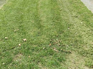Ashok P.'s Grass Cutting service result