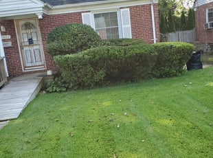 Bush Trimming by Nick Ward for Renard S. in Baltimore, MD