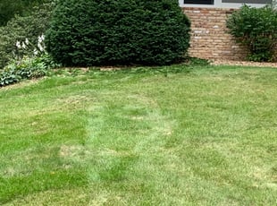 Linda P.'s Bush Trimming service result