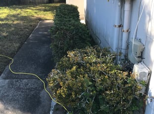 Bush Trimming by Logan Mato for Branden T. in Ponte Vedra Beach, FL