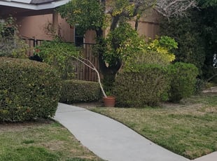 Bush Trimming by Bernardo Arroyo for Alexis B. in Los Alamitos, CA