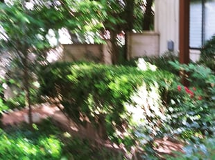 Bush Trimming by Derek Schoenfeld for Margaret W. in San Antonio, TX