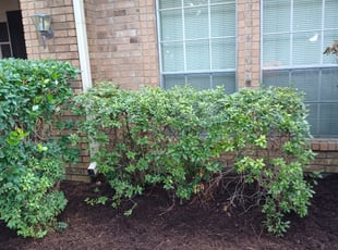 Landscaping by Cristián Lazo for Judy B. in Houston, TX