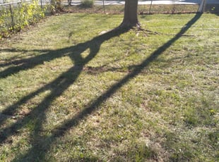 Leaf Removal by Julio Almestica for Brian F. in Kansas City, MO