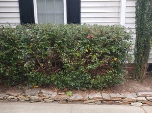 Bush Trimming by Miguel Morales for Michael F. in Garner, NC