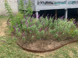 Weeding by Jose Torres for Kelly I. in San Antonio, TX