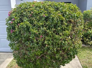 Bush Trimming by Ramon Taguja for Leniecia A. in Brandon, FL