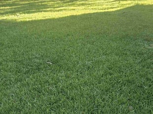 Andrea A.'s Lawn Maintenance service result