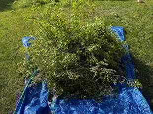 Bush Trimming by George Ballard for Wonho L. in Cary, NC