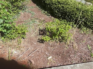 Weeding by Don Breham for Nicki H. in Huntington Woods, MI