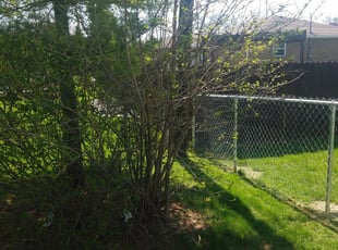 Bush Trimming by Alisha Lawson for John D. in Columbus, OH